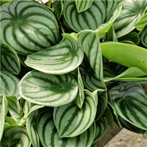 Peperomia Argyreia